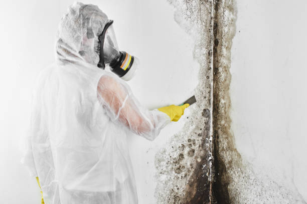Sandusky, MI Mold Remediation Company