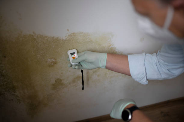 Best Basement Mold Remediation in Sandusky, MI