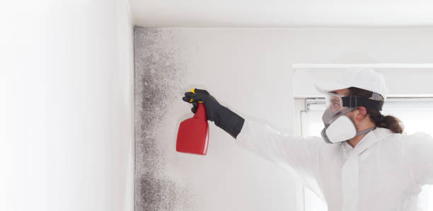 Best Kitchen Mold Remediation in Sandusky, MI