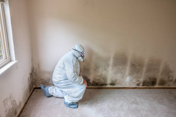 Best HVAC Mold Remediation in Sandusky, MI