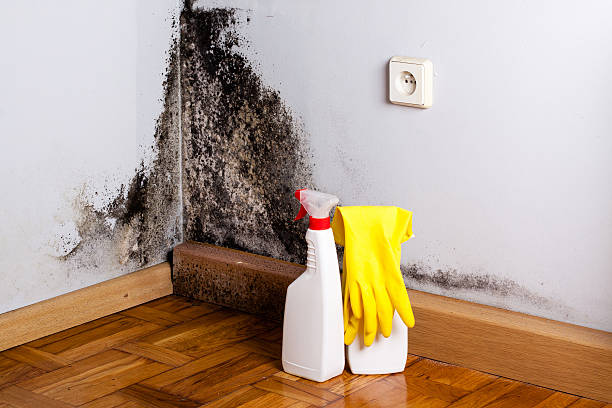 Best Basement Mold Remediation in Sandusky, MI